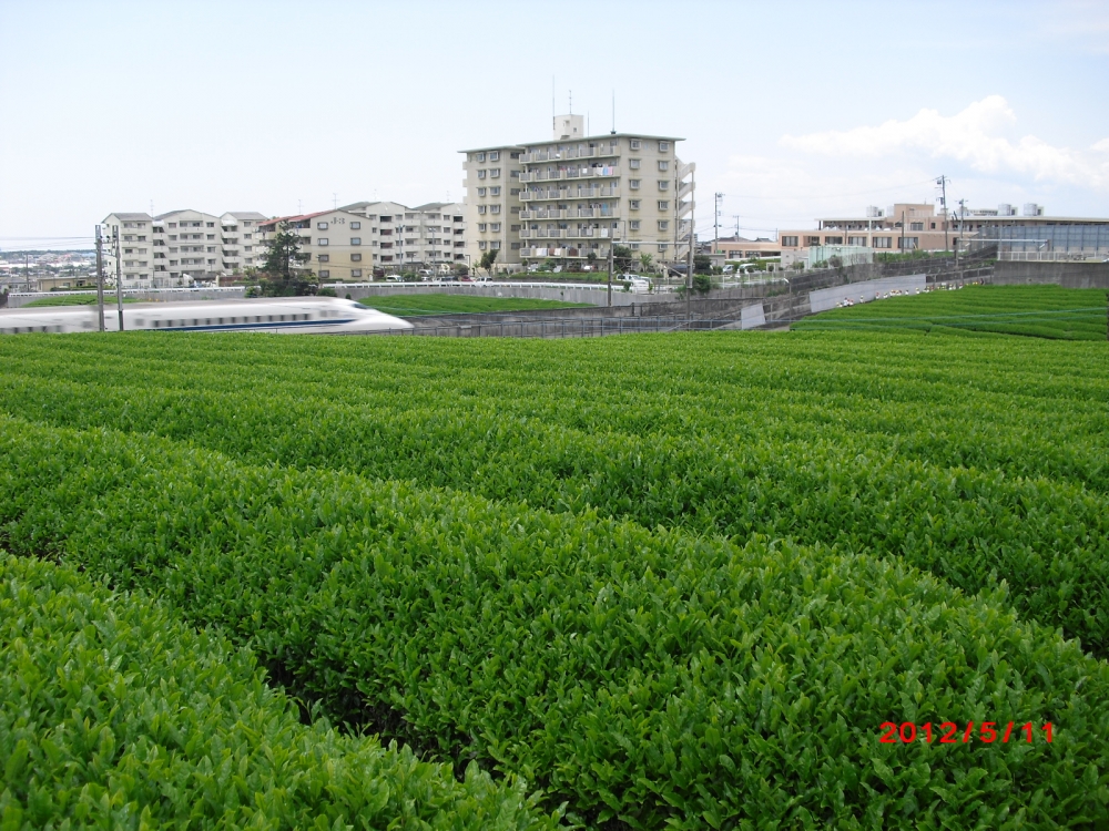 茶畑の栽培